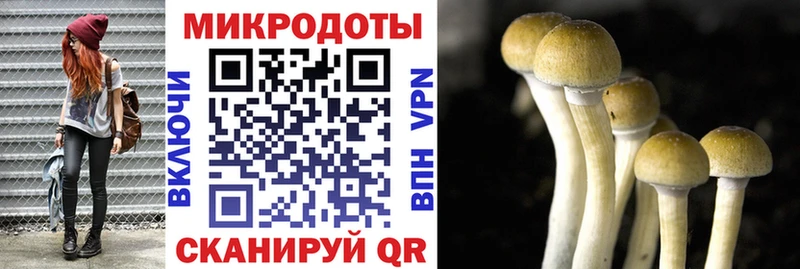 закладка  Апрелевка  Псилоцибиновые грибы MAGIC MUSHROOMS 